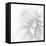 B&W Dahlia R 2a-Suzanne Foschino-Framed Stretched Canvas