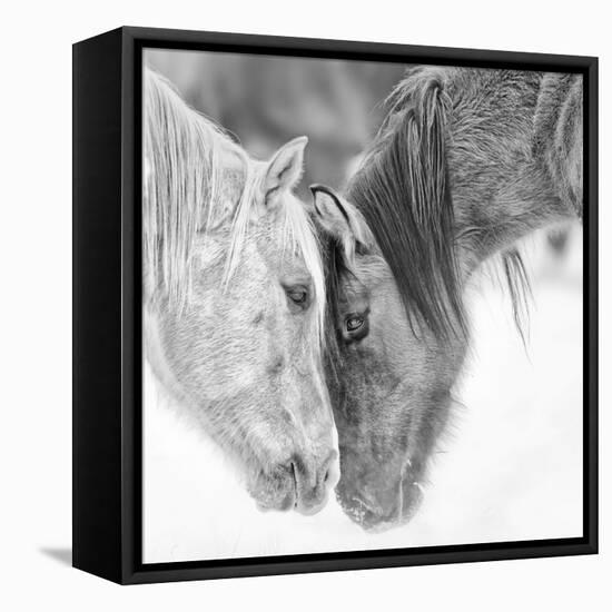 B&W Horses VII-PHBurchett-Framed Stretched Canvas