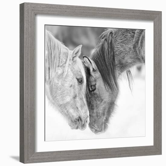 B&W Horses VII-PHBurchett-Framed Photographic Print