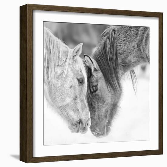 B&W Horses VII-PHBurchett-Framed Photographic Print