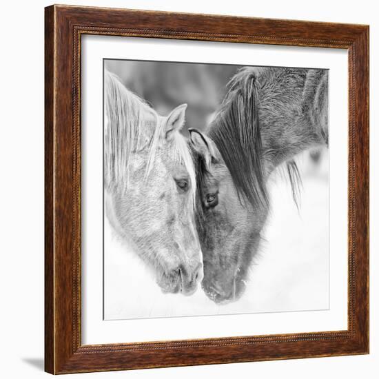 B&W Horses VII-PHBurchett-Framed Photographic Print