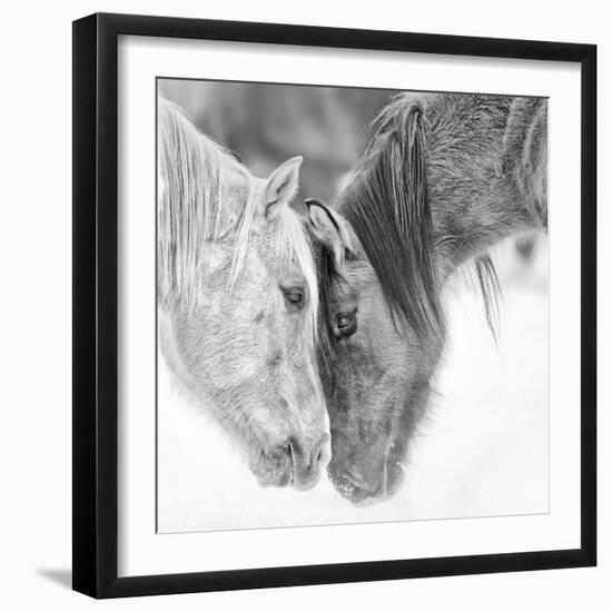 B&W Horses VII-PHBurchett-Framed Photographic Print