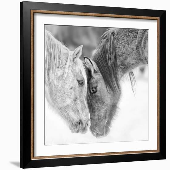 B&W Horses VII-PHBurchett-Framed Photographic Print