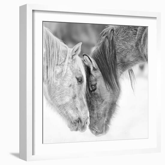 B&W Horses VII-PHBurchett-Framed Photographic Print