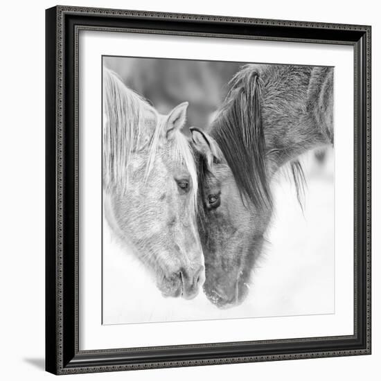 B&W Horses VII-PHBurchett-Framed Photographic Print