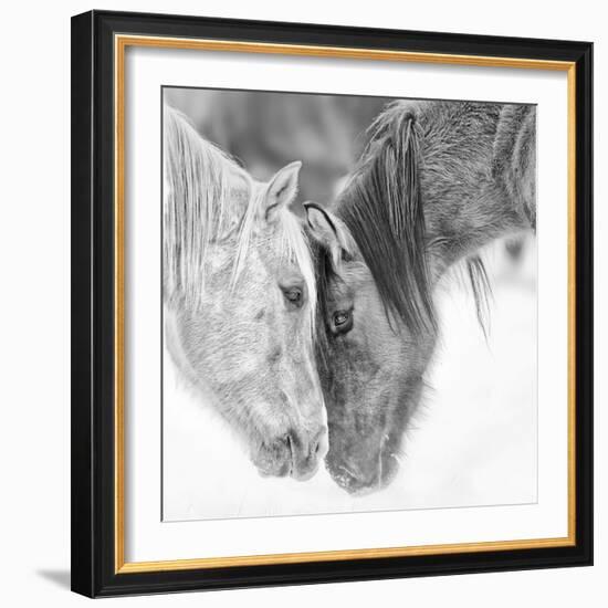 B&W Horses VII-PHBurchett-Framed Photographic Print