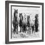 B&W Horses VIII-PHBurchett-Framed Photographic Print