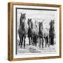 B&W Horses VIII-PHBurchett-Framed Photographic Print