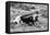 B&W Longhorn I-Tyler Stockton-Framed Premier Image Canvas