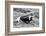 B&W Longhorn I-Tyler Stockton-Framed Photographic Print