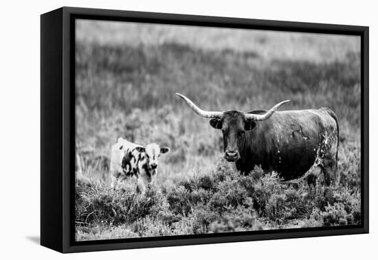 B&W Longhorn II-Tyler Stockton-Framed Premier Image Canvas