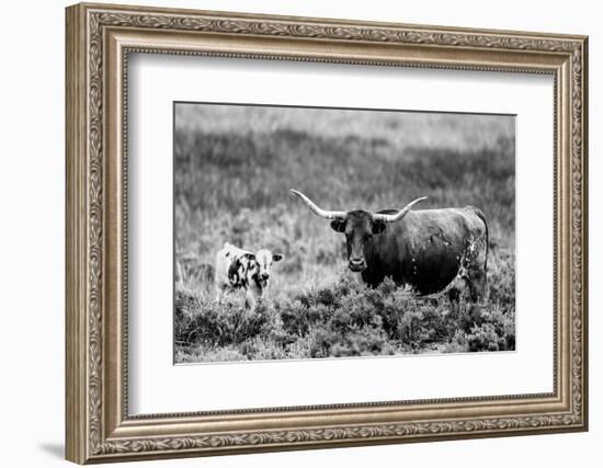 B&W Longhorn II-Tyler Stockton-Framed Photographic Print