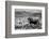 B&W Longhorn II-Tyler Stockton-Framed Photographic Print