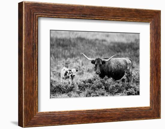 B&W Longhorn II-Tyler Stockton-Framed Photographic Print