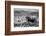 B&W Longhorn II-Tyler Stockton-Framed Photographic Print