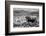 B&W Longhorn II-Tyler Stockton-Framed Photographic Print