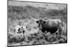 B&W Longhorn II-Tyler Stockton-Mounted Photographic Print