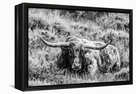 B&W Longhorn III-Tyler Stockton-Framed Premier Image Canvas