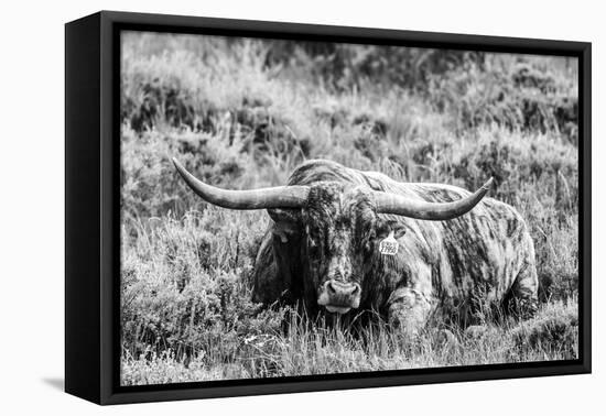 B&W Longhorn III-Tyler Stockton-Framed Premier Image Canvas