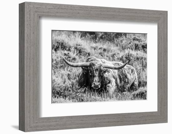 B&W Longhorn III-Tyler Stockton-Framed Photographic Print