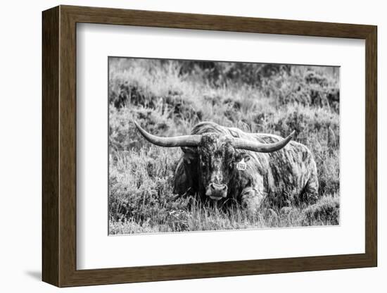 B&W Longhorn III-Tyler Stockton-Framed Photographic Print