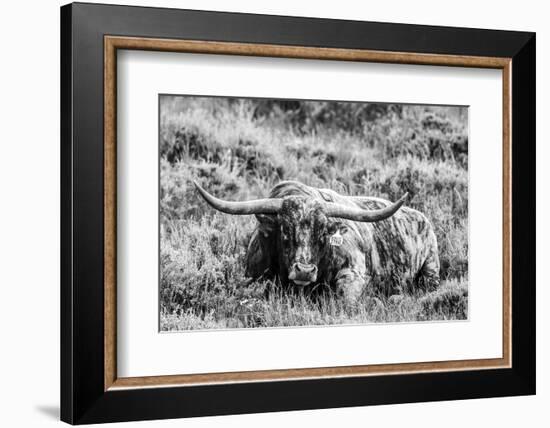 B&W Longhorn III-Tyler Stockton-Framed Photographic Print