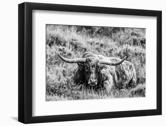 B&W Longhorn III-Tyler Stockton-Framed Photographic Print