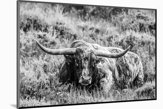 B&W Longhorn III-Tyler Stockton-Mounted Photographic Print