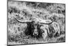 B&W Longhorn III-Tyler Stockton-Mounted Photographic Print