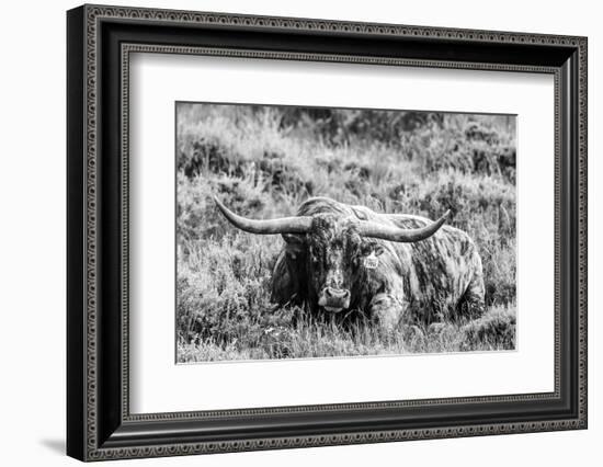 B&W Longhorn III-Tyler Stockton-Framed Photographic Print