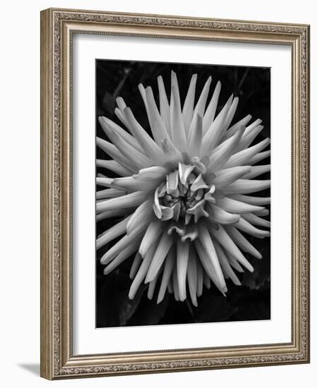 B&W Pop-Heidi Bannon-Framed Photo