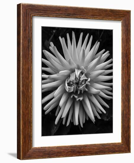 B&W Pop-Heidi Bannon-Framed Photo