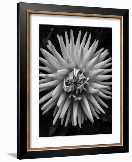 B&W Pop-Heidi Bannon-Framed Photo