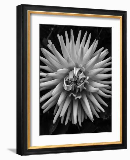 B&W Pop-Heidi Bannon-Framed Photo