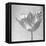 B&W Tulip-Gail Peck-Framed Stretched Canvas