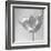 B&W Tulip-Gail Peck-Framed Art Print