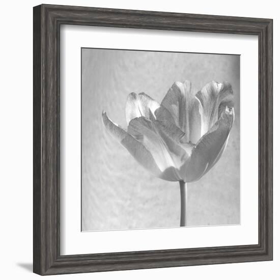 B&W Tulip-Gail Peck-Framed Art Print