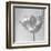 B&W Tulip-Gail Peck-Framed Art Print