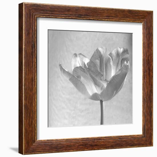 B&W Tulip-Gail Peck-Framed Art Print