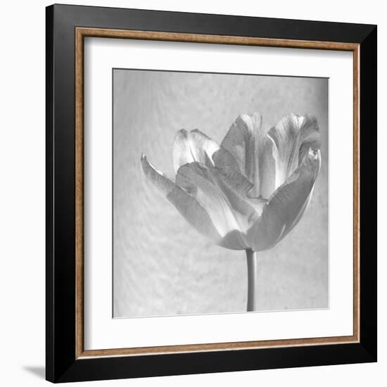 B&W Tulip-Gail Peck-Framed Art Print