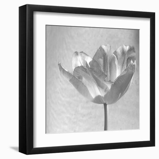 B&W Tulip-Gail Peck-Framed Art Print