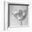 B&W Tulip-Gail Peck-Framed Art Print