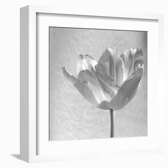 B&W Tulip-Gail Peck-Framed Art Print