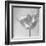 B&W Tulip-Gail Peck-Framed Art Print