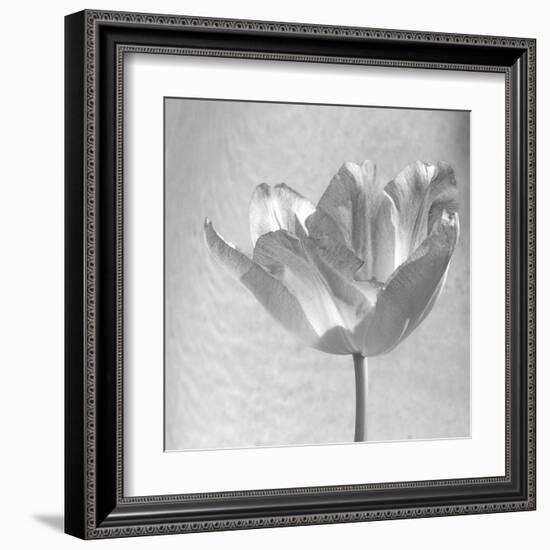 B&W Tulip-Gail Peck-Framed Art Print