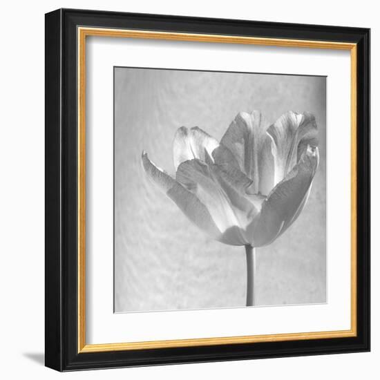 B&W Tulip-Gail Peck-Framed Art Print