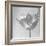 B&W Tulip-Gail Peck-Framed Art Print