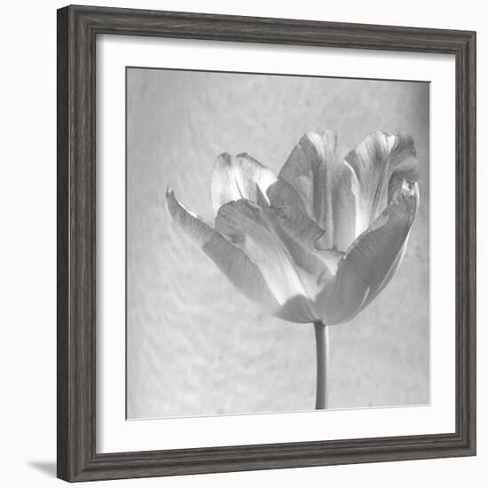 B&W Tulip-Gail Peck-Framed Art Print