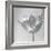 B&W Tulip-Gail Peck-Framed Art Print