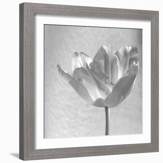 B&W Tulip-Gail Peck-Framed Art Print